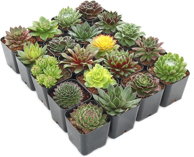 Mountain Crest Gardens Sempervivum Succulent Variety Pack - 20 Hardy Live Rosette Plants, No Repeats, Rooted in 2 Inch Pots - Succulents for Rock Gardens, Containers, DIY Displays