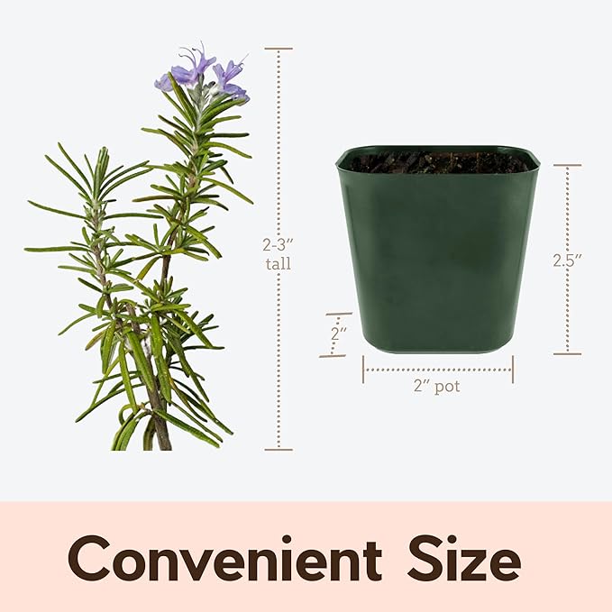 My Shelfie - Rosemary Plant Starter, Aromatic Rosemary Plants Live in 2-Inch Pot, Live Plants 2-3 Inch Tall, Blue-Purple Rosemary Herb Plants, Bee-Friendly, 3 Pieces, Green