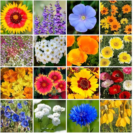 Park Seed Grow Your Own Vibrant Annual and Perennial Wildflower Garden Mixture, Easy to Grow Varieties for Pollinators and Spring Gardens - Dry Places Mix, 1 lb