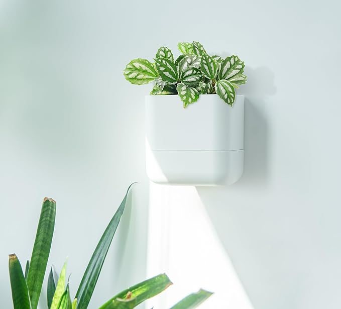 Phoenix Vine 6.5-Inch Wall Mounted Self-Watering Planter Pot for Indoor Houseplants and Herbs | Modern Hanging Planter for Window Sills, Bathroom Walls, Home & Office Décor, White, Set of 3, 01-WP-W-3