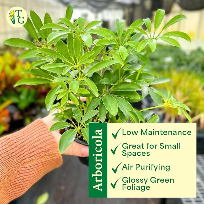 Thorsen's Greenhouse Live Arboricola Umbrella Tree Plant, Schefflera Arboricola, Natural Air Purifier, Easy to Grow, Live Indoor Houseplant, 4-inch Diameter (Coffee)