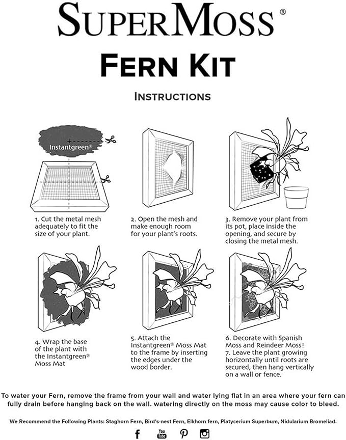 SuperMoss (90471) Mounted Fern Kit DIY - Create Your Own Living Wall Art, Customizable Wooden Frame with Moss, Ideal for Indoor & Outdoor Plant Decor, Kitchen, Balcony, & Home Office, 6” x 6”, Natural