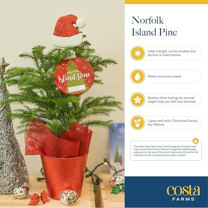 Costa Farms Live Christmas Tree (Pack of 2), Norfolk Island Pine in Holiday Gifting Wrap Plant Pot, Houseplant Christmas Decoration, Christmas Gift or Room Decor, 18-20 Inches Tall