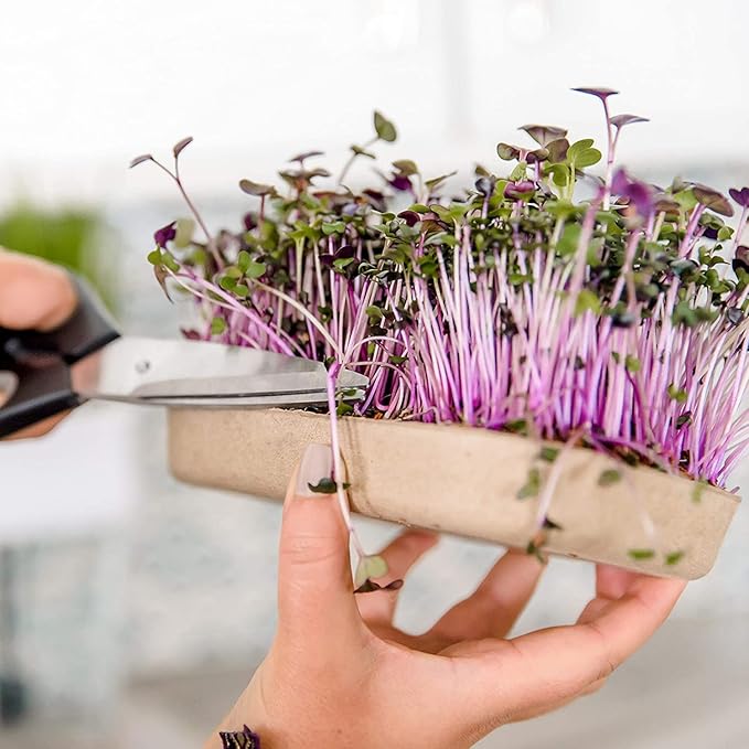 Back to the Roots DIY Microgreen Grow Kit, 6-Grow Variety Pack