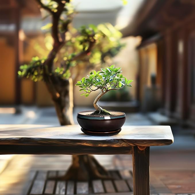 SQOWL Succulent Pots with Drainage Hole - 6 Inch Ceramic Bonsai Tree Pots, Shallow Planter with Saucer, Round Plant Pot for Succulent Indoor Outdoor, Porch Decor, Gifts for Plant Lover, Blue-Brown