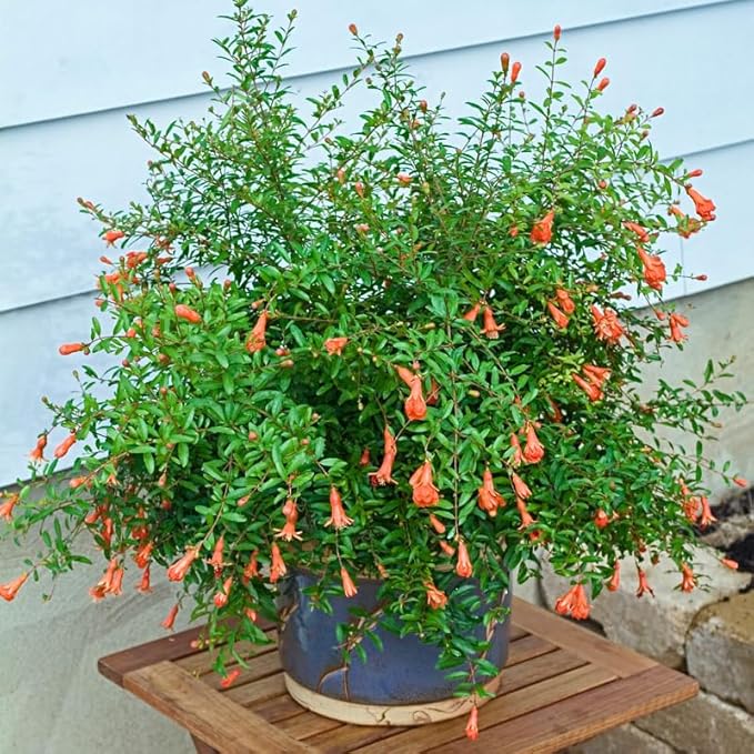 Live Dwarf Pomegranate Plant (Punica Granatum) - Compact, Ornamental Fruit Bearing Shrub, Indoor/Outdoor (4 pom-Dwarf sacs)