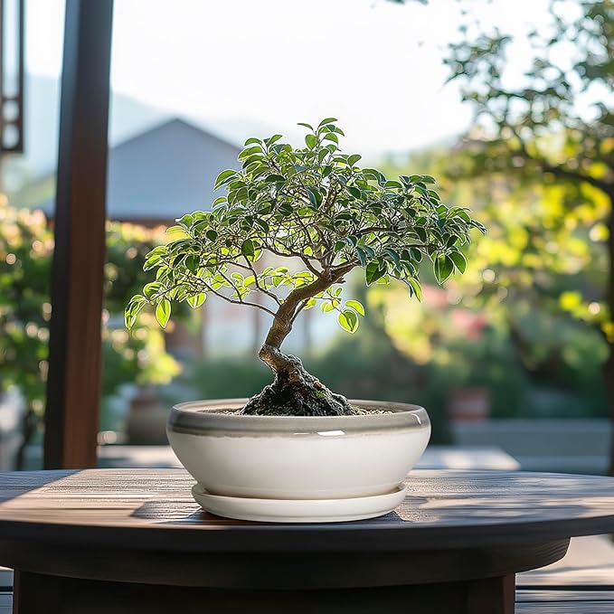 SQOWL Bonsai Tree Pots - 8 Inch Ceramic Succulent Pots with Drainage Hole and Saucer, Shallow Round Planter Indoor Outdoor, Ceramic Bonsai Pot, Planter Bowl, House Decor, Plant Lover Gift, Gray-Beige