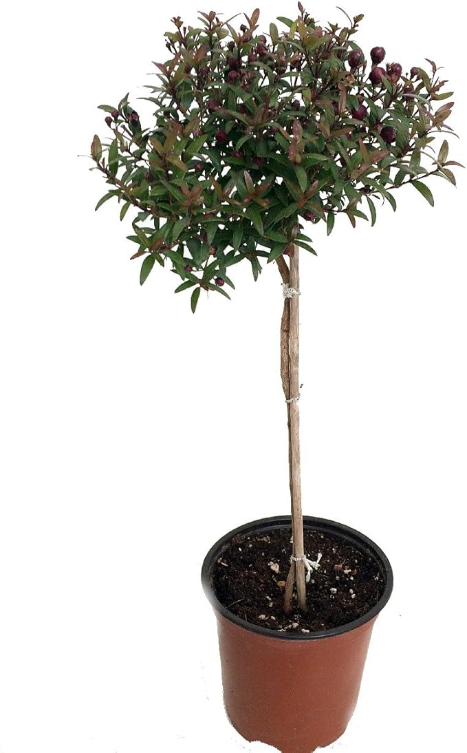 Biblical Myrtle Herb Plant - Myrtus - Ancient Herb - 4.5" Pot - Topiary