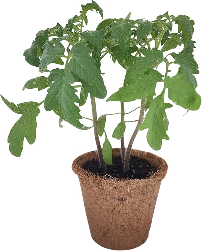 Plant-It Starters Plant Seeds 4-Pack, DIY Indoor Succulents and Live Plants for Home or Garden Planting, Grape Tomato