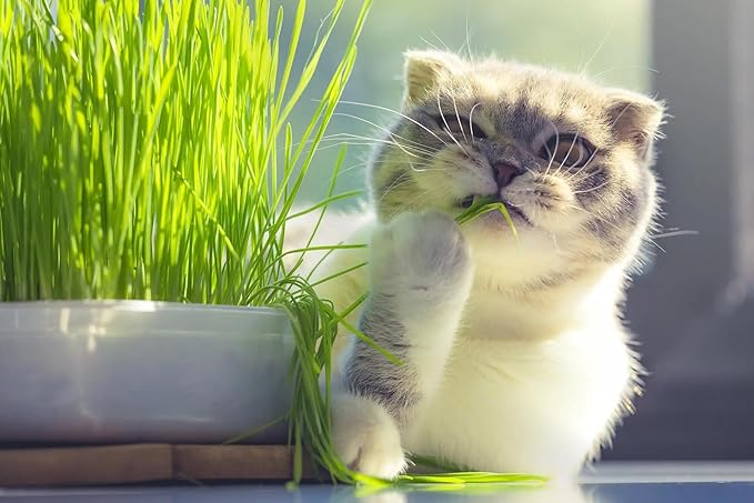 Gardenera Premium Cat Grass Potting Mix - Provide Your Feline Friend with a Natural and Nutritious Snack - 1 Quart
