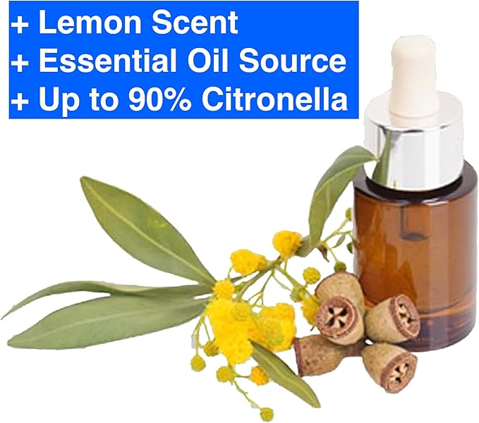 Lemon Eucalyptus (Corymbia citriodora) Live Plant - Fragrant Indoor/Outdoor Plant with Natural Insect Repellent Citronella Oil (2 eucal-Lemon Cups)
