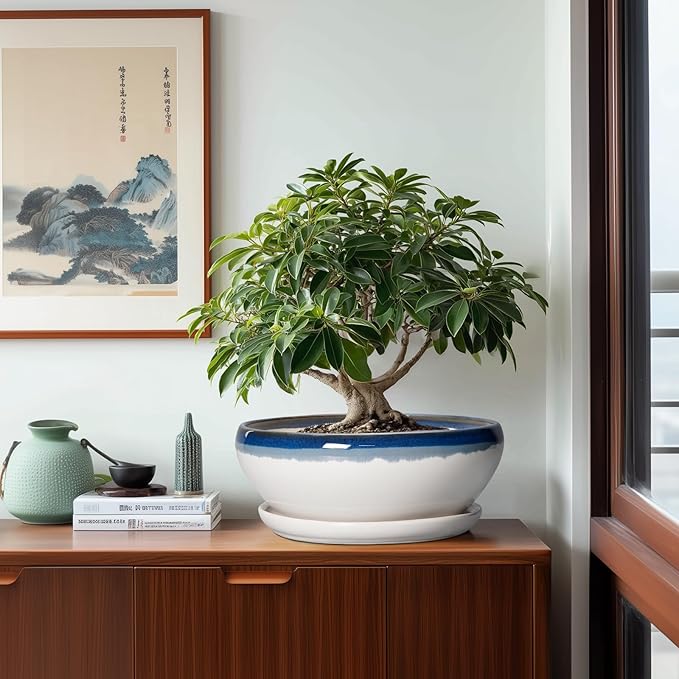 SQOWL Bonsai Tree Pots - 12 Inch Ceramic Succulent Planters, Large Bonsai Pot with Drainage Hole and Tray, Shallow Planter Indoor Outdoor, Bowl Round Planter, Home Decor, Plant Lover Gift, Blue-Beige