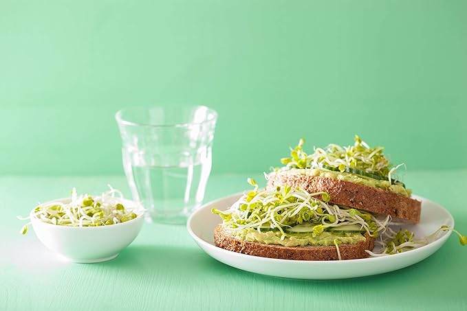 Food to Live Radish Seeds for Sprouting, 8 Ounces – Edible Seeds, Pure, Vegan, Kosher, Bulk. Rich in Vitamin C. High Germitation Rate. Grow Sprouts, and Microgreens for Salad, Sandwiches, Rolls.