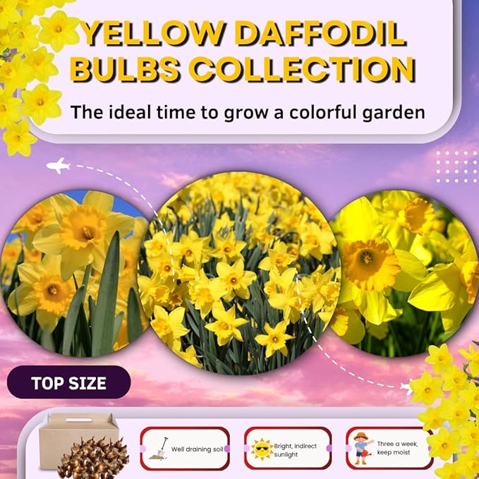 Set 30 Daffodil Bulls for Planting, Top Size Narcissus Flower Bulbs, Perennial Spring Flowers, Cold Hardy, Ideal for Gardens, Pots and Landscaping (Bright Yellow)