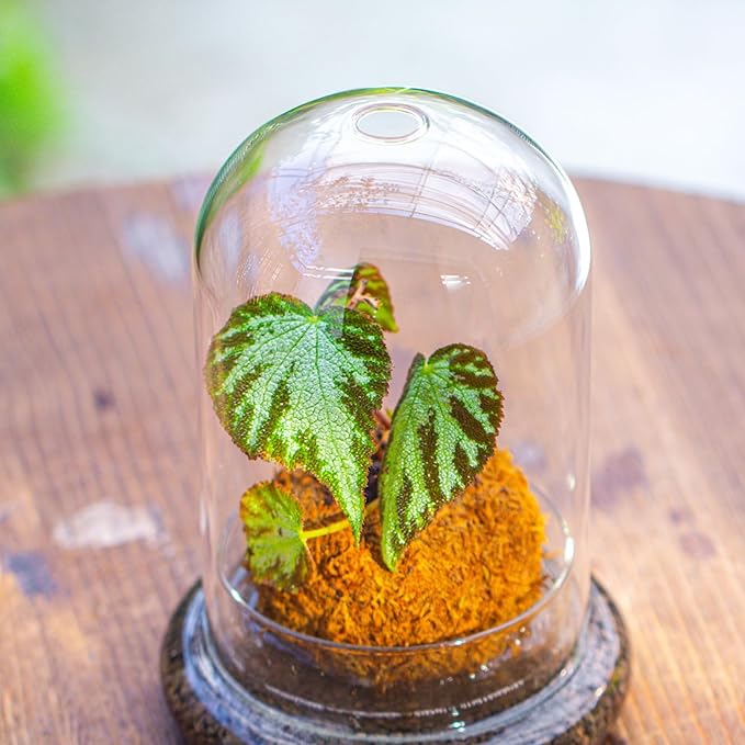 NCYP Glass Dome Cloche with Base and Air Hole - 5.9 x 5.9 x 8.2 Inches Indoor Tabletop Display Terrarium for Plant, Flower - Home Modern Decoration, Clear (No Plants)