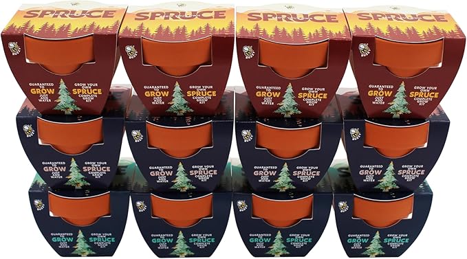 BUZZY Seeds Holiday Spruce Tree 12 Pack Mini Terracotta Grow Kits Includes All You Need to Sprout Evergreens, a Fun Stocking Stuffer, Party Favor or Corporate Gift