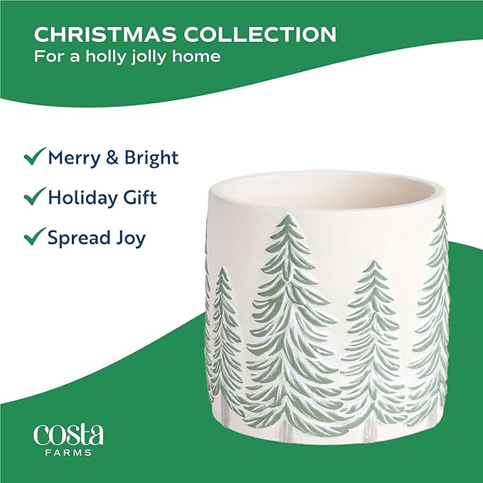 Costa Farms Norfolk Island Pine, Live Christmas Tree Plant in Holiday Decorative Plant Pot, Includes Decoration, Indoor Houseplant, Home, Room, or Office Decor, Christmas Gift, 10-14 Inches Tall