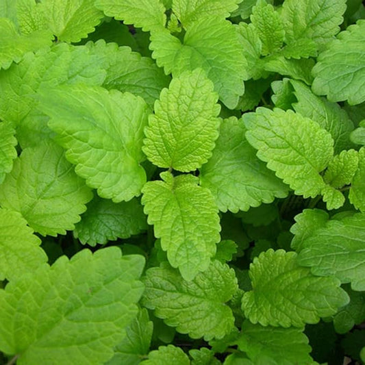 Lemon Balm Herb Garden Seeds - 4 Oz - Non-GMO, Heirloom, Culinary & Medicinal Herbal Gardening Seeds - Melissa officinalis