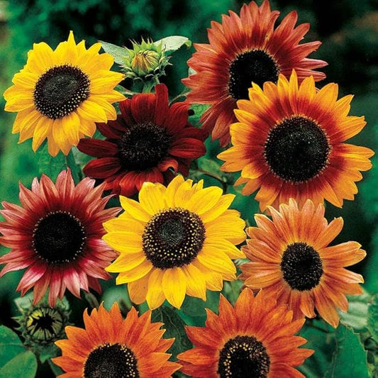 Grow Your Own Vibrant Annual and Perennial Wildflower Garden Seeds Mixture, Varieties for Pollinators and Spring Gardens - Large Colored Sunflower Mix, 5 lbs