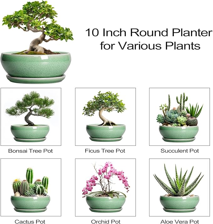 SQOWL Bonsai Pots - 10 Inch Ceramic Succulent Pots with Drainage Hole and Saucer, Shallow Planter for Indoor Plants Flowers, Round Planter Bowl, Living Room Decor, Plant Lover Gifts, Green