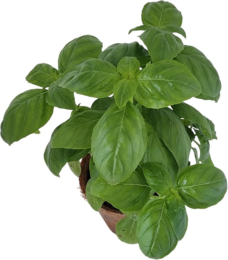 Plant-It Starters Plant Seeds 4-Pack, DIY Indoor Succulents and Live Plants for Home or Garden Planting, Sweet Basil