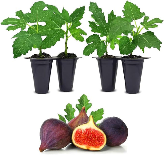 Fig Tree Violette de Bordeaux Live for Sale (4 Pack) | Easy to Grow Plants | Edible Fruit Plant for Sustainable Living | Grow Your own Food on Your Edible Organic Garden| Live for Planting| No Seeds