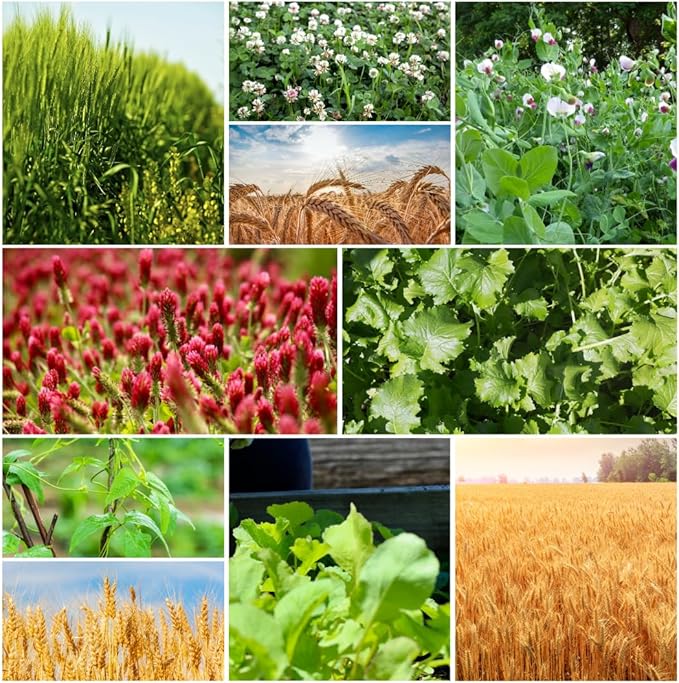 No-Till Cover Crop 10 Seed Mix - Winter Rye, White Clover, Austrian Winter Peas, Triticale, Crimson Clover, Cow Peas, Daikon Radish, Purple Turnips, Wheat, Oats, (2 Pounds)