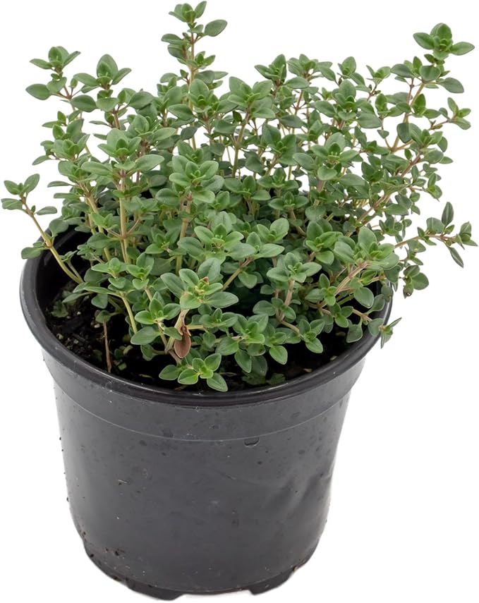 1 Live Lemon Thyme Plant (Thymus Citriodorus) – Aromatic Perennial Herb, Thriving in 4" Nursery Pot