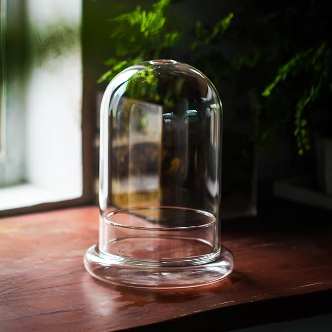 NCYP Glass Dome Cloche with Base and Air Hole - 5.9 x 5.9 x 8.2 Inches Indoor Tabletop Display Terrarium for Plant, Flower - Home Modern Decoration, Clear (No Plants)