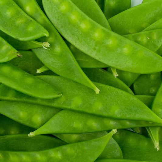 Mammoth Melting Sugar Pod Snow Pea Garden Seed - 25 Lbs Bulk ~45,000 Seeds - Non-GMO, Heirloom Vegetable Gardening & Microgreens Seed