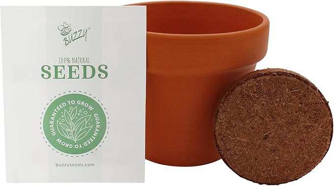 BUZZY Seeds Holiday Spruce Tree Kit 4-Pack Mini Terracotta Pots with Non-GMO Seeds and Growing Medium – Indoor Gardening Gift and Fun Stocking Stuffer for Tree Huggers, Family and Nature Lovers