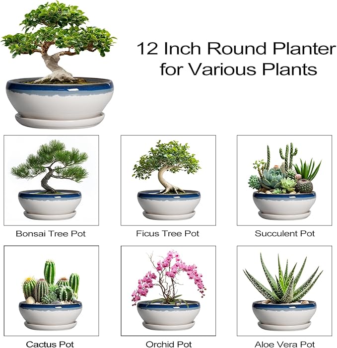 SQOWL Bonsai Tree Pots - 12 Inch Ceramic Succulent Planters, Large Bonsai Pot with Drainage Hole and Tray, Shallow Planter Indoor Outdoor, Bowl Round Planter, Home Decor, Plant Lover Gift, Blue-Beige