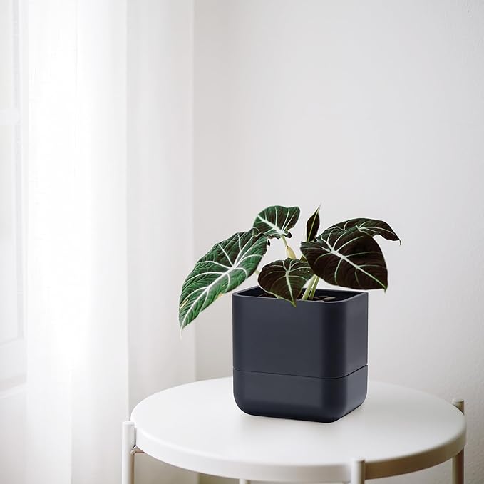 Phoenix Vine 6.5-Inch Wall Mounted Self-Watering Planter Pot for Indoor Houseplants and Herbs | Modern Hanging Planter for Window Sills, Bathroom Walls, Home & Office Décor, Black, Set of 3, 01-WP-B-3