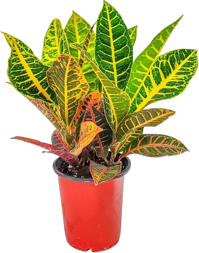 Croton Plants (Petra, 1 Gallon/6" Nursery Pot)