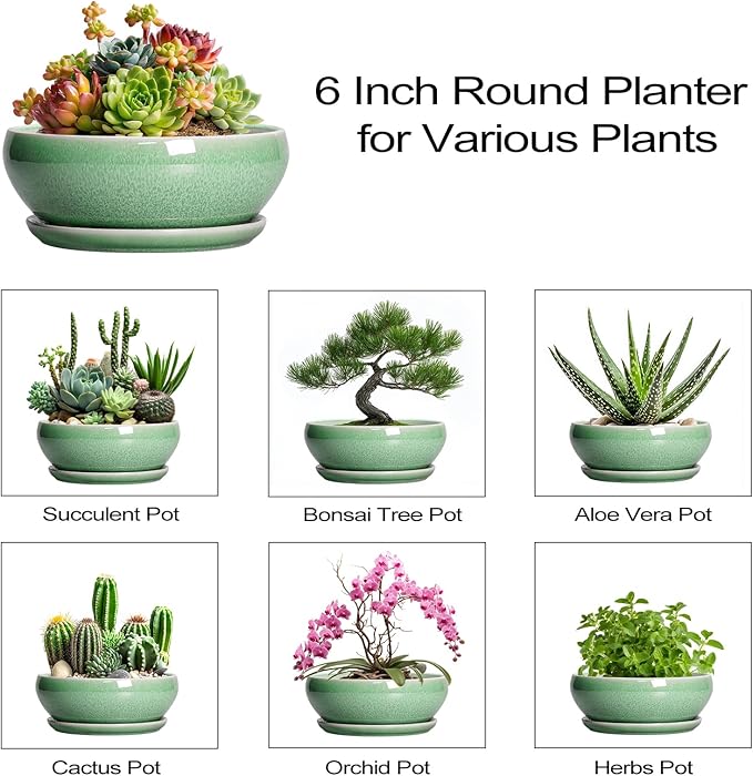 SQOWL Succulent Pots 6 Inch - Ceramic Bonsai Planter for Indoor Plants Outdoor, Shallow Planter with Drainage Hole and Tray, Round Planters for Cactus Flower, Office Decor, Gardening Gifts, Green