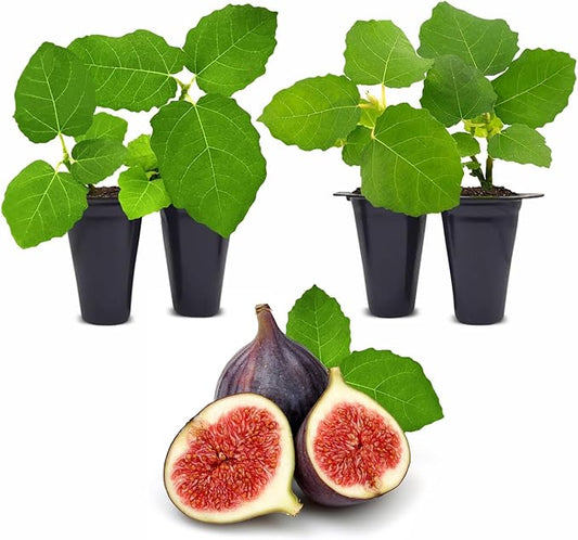 Fig Tree Chicago Hardy Live for Sale (4 Pack) | Cold Hardy Easy to Grow Plants | Edible Fruit Plant | Grow Your own Food on Your Edible Organic Garden| Live for Planting| No Seeds