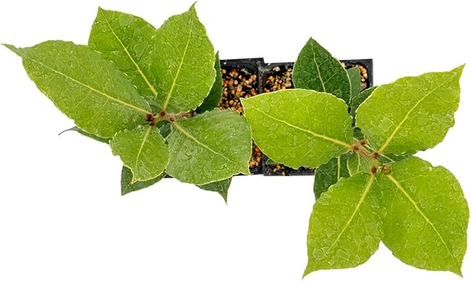2 Live Bay Laurel Plants (Laurus Nobilis) – Aromatic Culinary Herb, Thriving in 2.5" Nursery Cubes