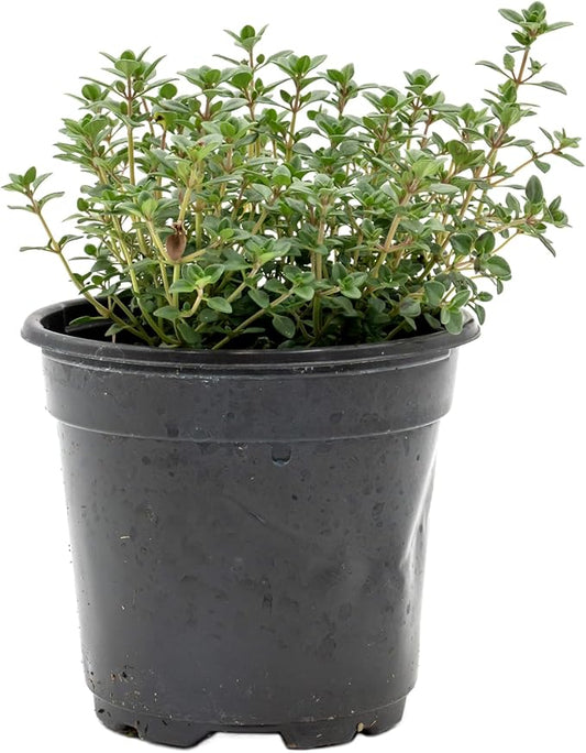 1 Live Lemon Thyme Plant (Thymus Citriodorus) – Aromatic Perennial Herb, Thriving in 4" Nursery Pot