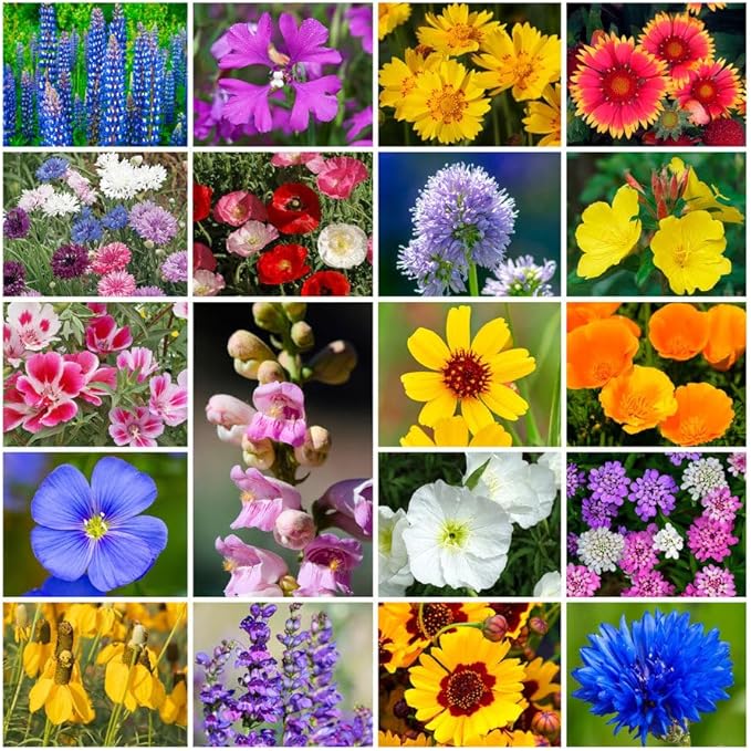 Park Seed Grow Your Own Vibrant Annual and Perennial Wildflower Garden Seeds Mixture, Easy to Grow Varieties for Pollinators and Spring Gardens - Western Regional Mix, 5 lbs