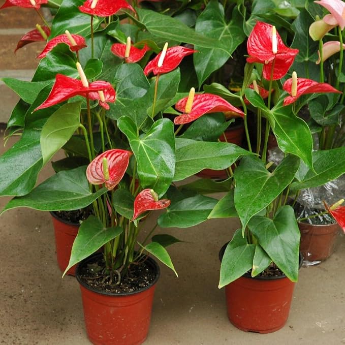 Gardenera Organic Anthurium Soil Blend - Promote Strong Root Development and Beautiful Flowers - 20 QUARTS