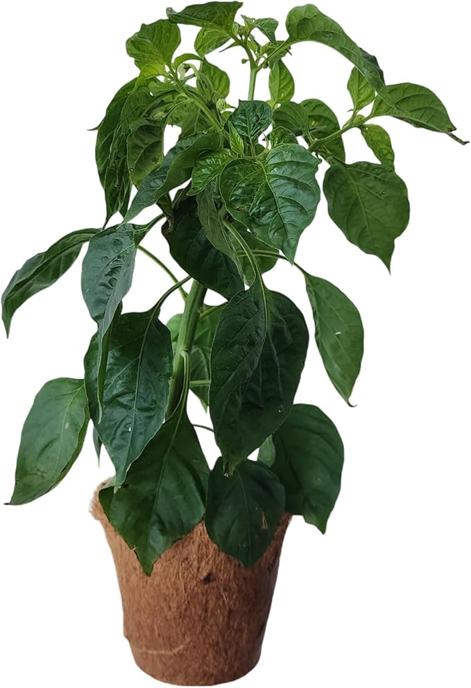 Plant-It Starters Plant Seeds 4-Pack, DIY Indoor Succulents and Live Plants for Home or Garden Planting, Hot Peppers