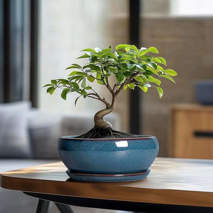SQOWL Bonsai Pots - 8 Inch Ceramic Succulent Pots with Drainage Hole and Saucer, Round Shallow Planter for Indoor Outdoor Plants Flowers, Ceramic Planter Bowl, Room Decor, Gardening Gifts, Blue