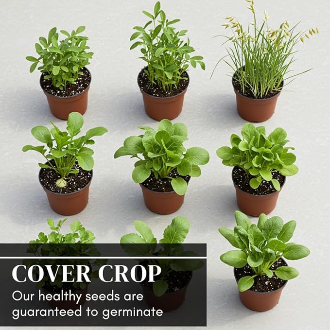 No-Till Cover Crop 10 Seed Mix - Winter Rye, White Clover, Austrian Winter Peas, Triticale, Crimson Clover, Cow Peas, Daikon Radish, Purple Turnips, Wheat, Oats, (1/2 Pound)