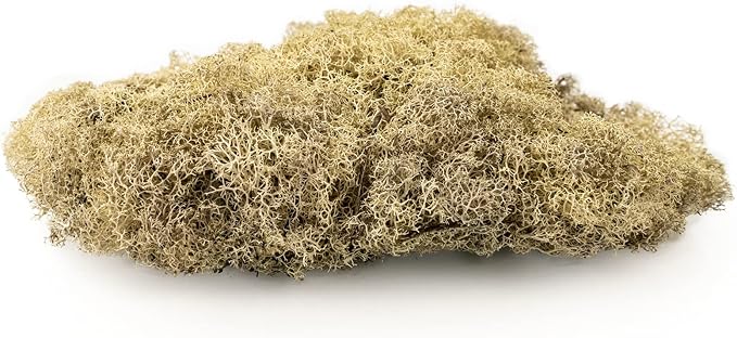 GARDENERA Premium Preserved Reindeer Moss for Potted Plants, Terrariums, Fairy Gardens, Arts and Crafts or Floral Decor Design in Natural (1 Quart Bag)