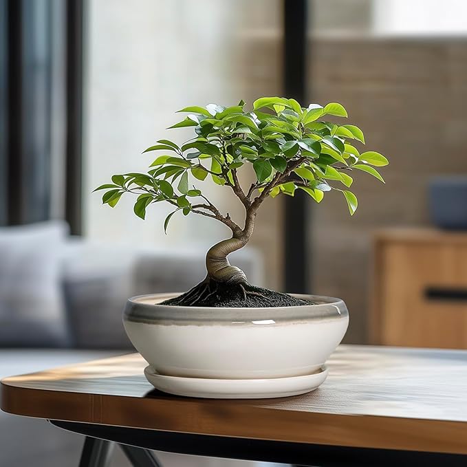 SQOWL Bonsai Tree Pots - 8 Inch Ceramic Succulent Pots with Drainage Hole and Saucer, Shallow Round Planter Indoor Outdoor, Ceramic Bonsai Pot, Planter Bowl, House Decor, Plant Lover Gift, Gray-Beige