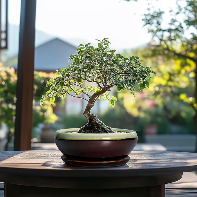 SQOWL Bonsai Pots 8 Inch - Ceramic Succulent Planters with Drainage Hole and Tray, Round Shallow Planter for Indoor Plants, Ceramic Planter Bowl Outdoor, Living Room Decor, Garden Gift, Green-Brown
