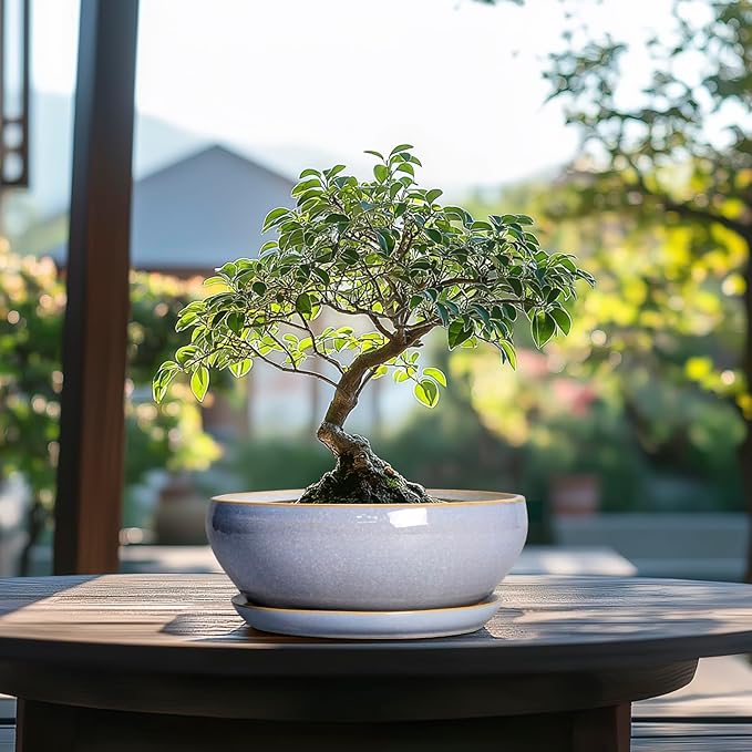SQOWL Succulent Planters - 8 Inch Ceramic Bonsai Pots with Drainage Hole and Plant Saucer, Shallow Round Planter for Indoor Plants Flower, Bowl Planter Outdoor, Office Decor, House Warming Gift, Blue