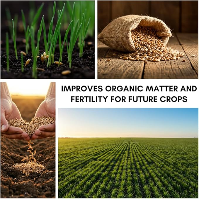 Over Winter Cover Crop Blend - Rye and Wheat Blend - Great for Adding Nutrients, Weed Supression and Building Soil (25 Pounds)