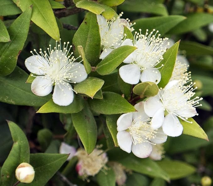 Biblical Myrtle Herb Plant - Myrtus - Ancient Herb - 4.5" Pot - Topiary