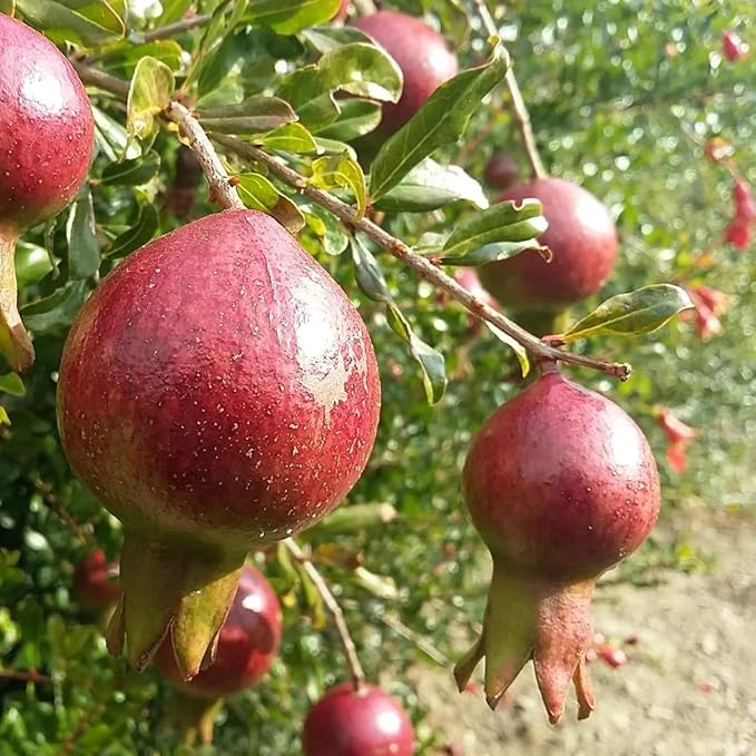 Live Dwarf Pomegranate Plant (Punica Granatum) - Compact, Ornamental Fruit Bearing Shrub, Indoor/Outdoor (4 pom-Dwarf sacs)